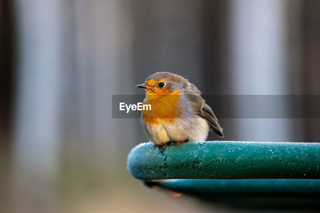 CLOSE-UP OF BIRD PERCHING