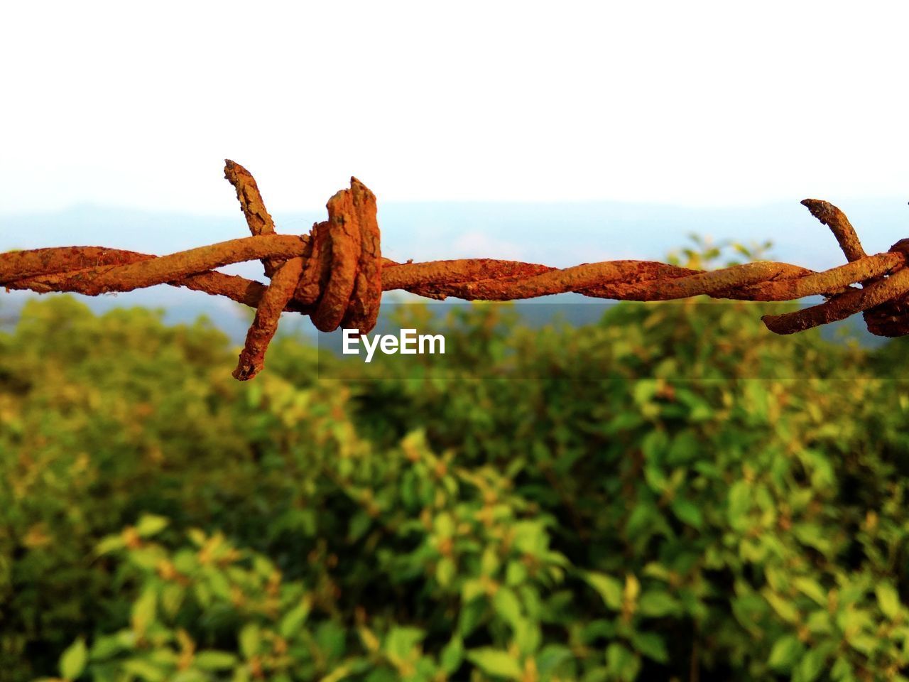 CLOSE-UP OF BARBED WIRE AGAINST FENCE