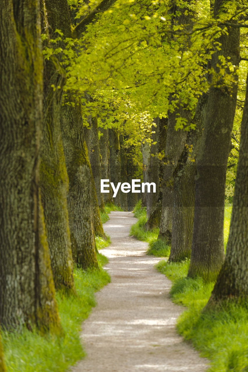 Beautiful tree-lined avenue at springtime