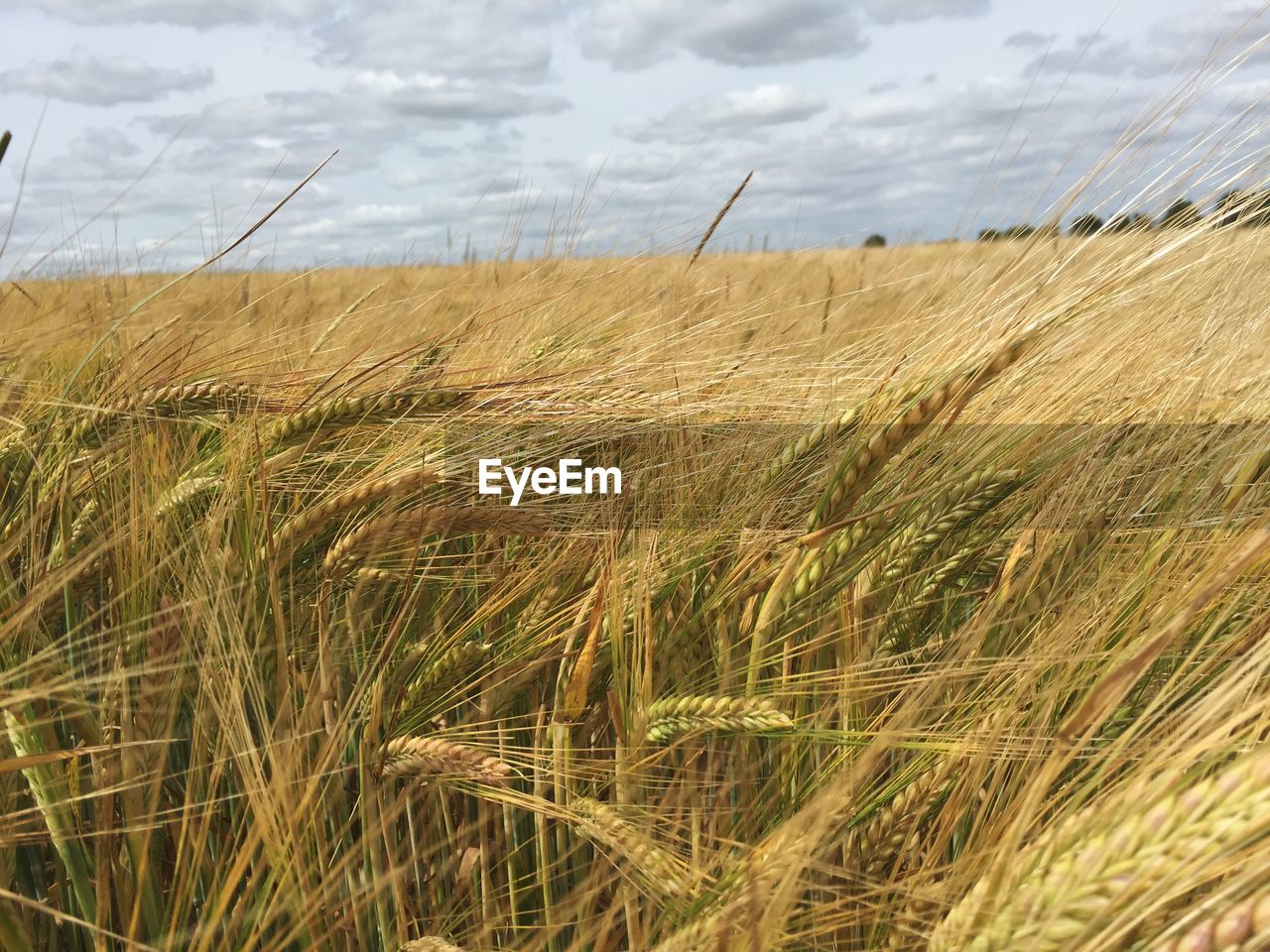 VIEW OF WHEAT FIELD