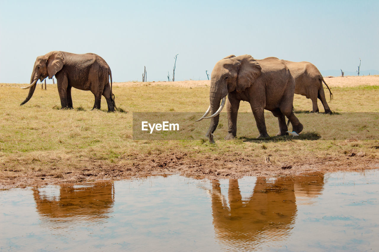 Elephants drinking water