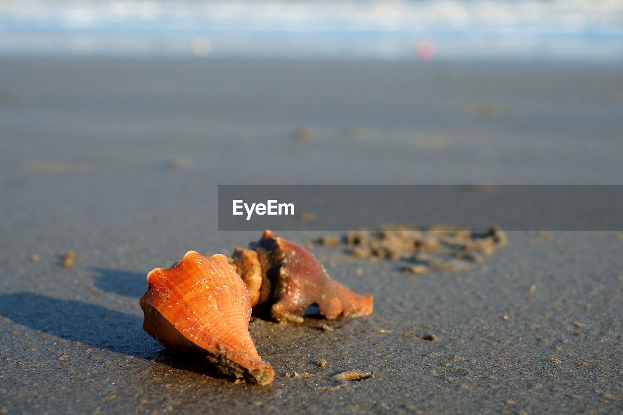 CLOSE-UP OF A CRAB ON BEACH