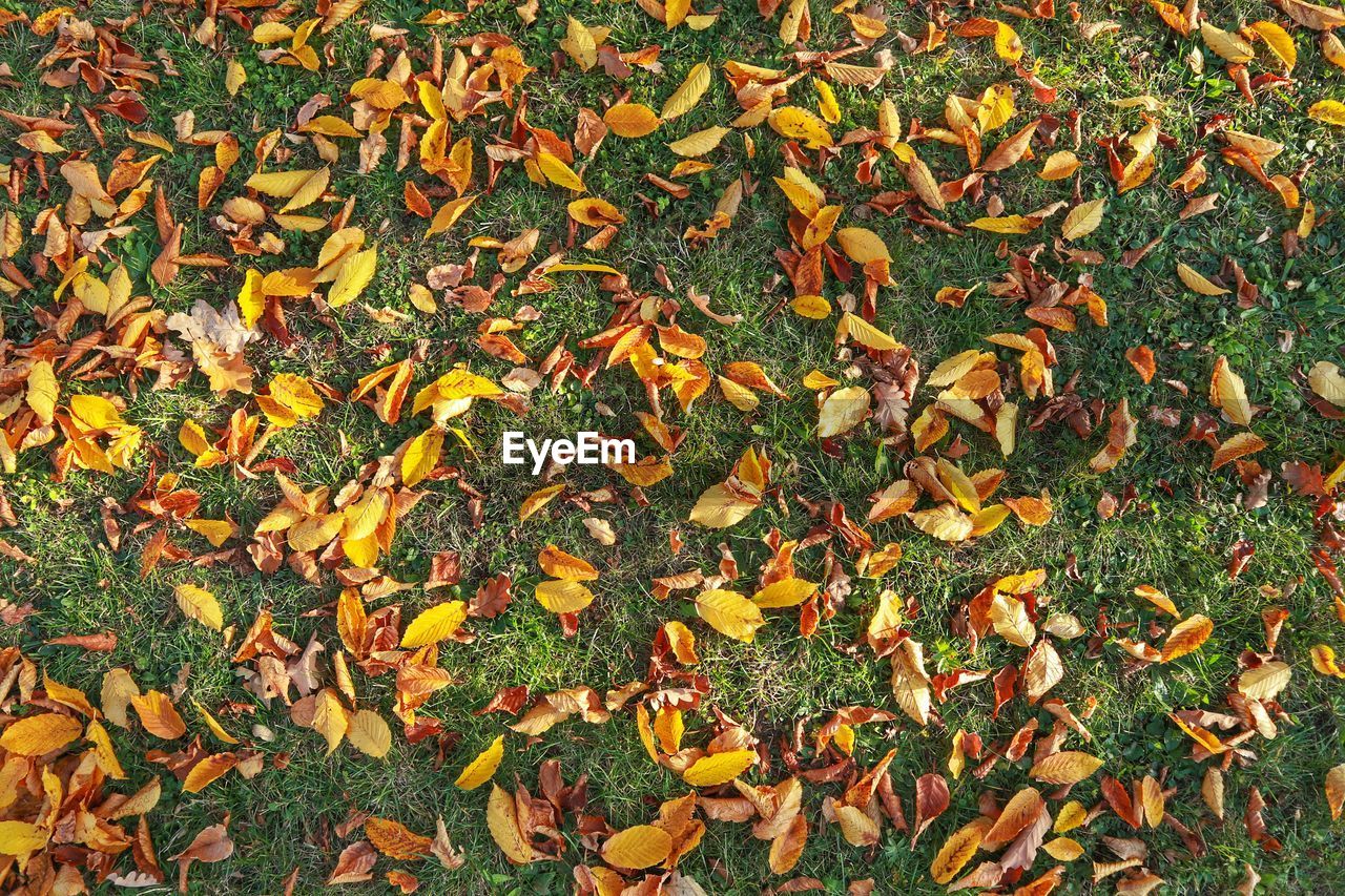HIGH ANGLE VIEW OF MAPLE LEAVES ON FIELD