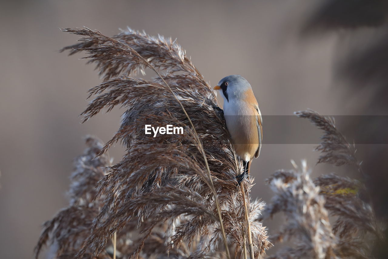 A bearded reedling in the reeds