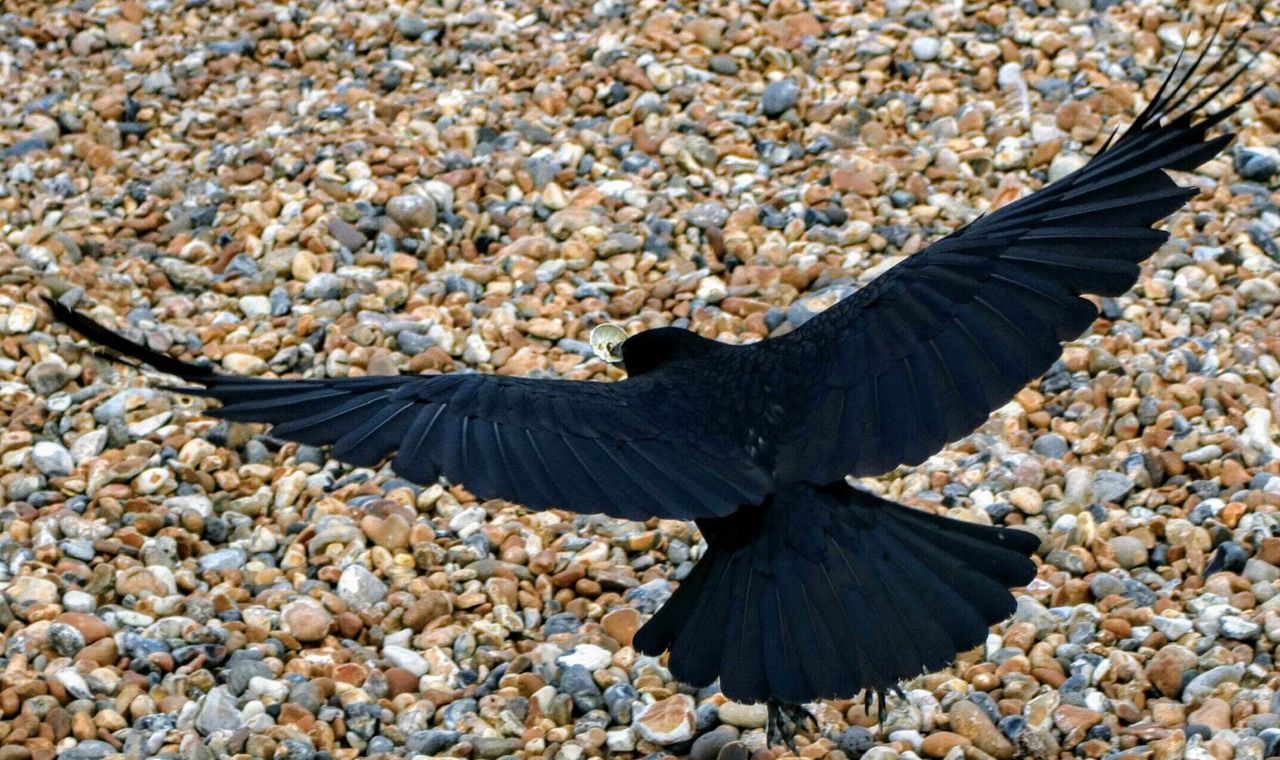 CLOSE-UP OF BIRD FLYING OVER PEBBLE