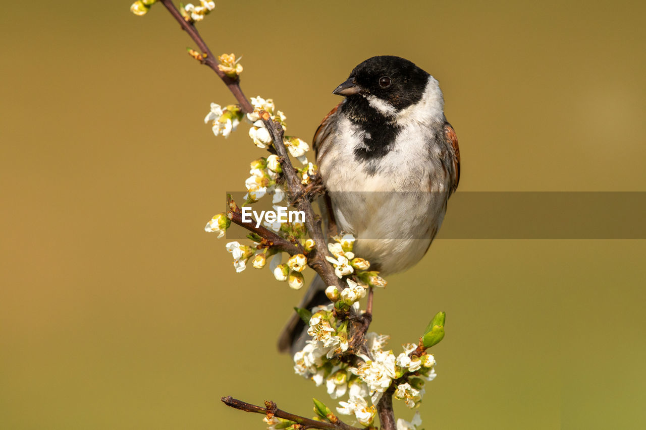 CLOSE-UP OF BIRD PERCHING ON BRANCH AGAINST BLURRED BACKGROUND