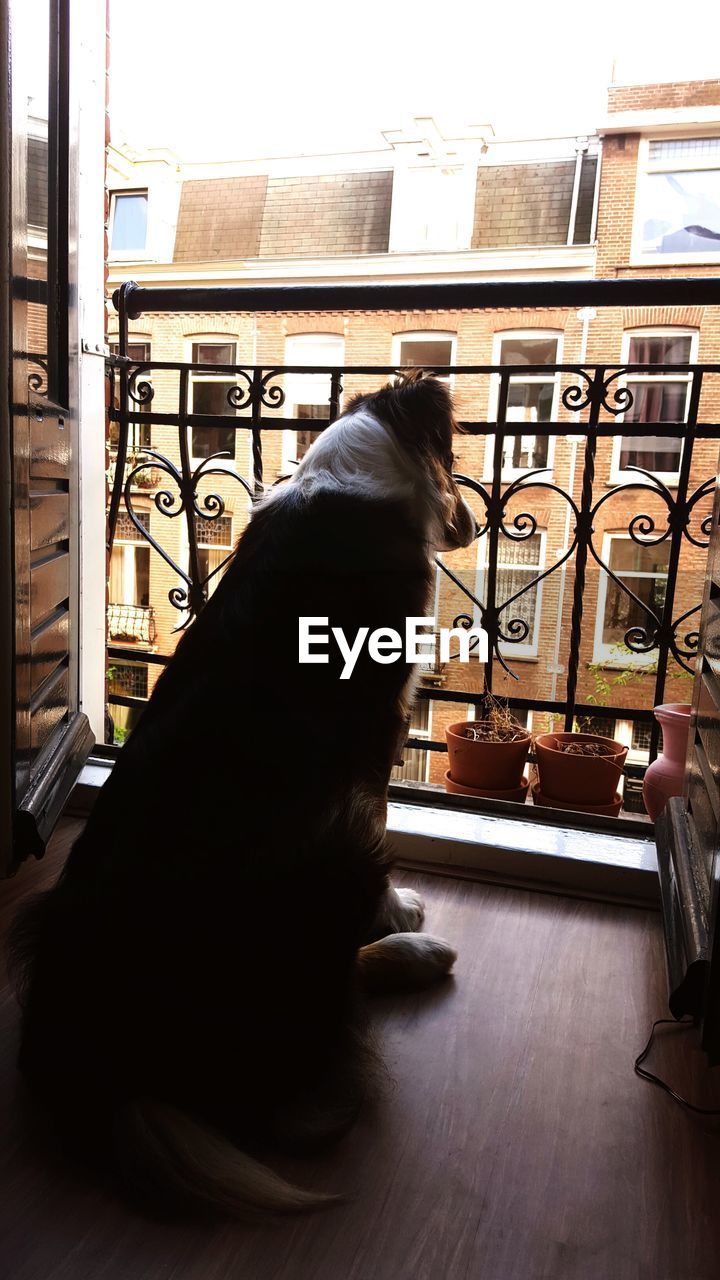 Dog staring outside