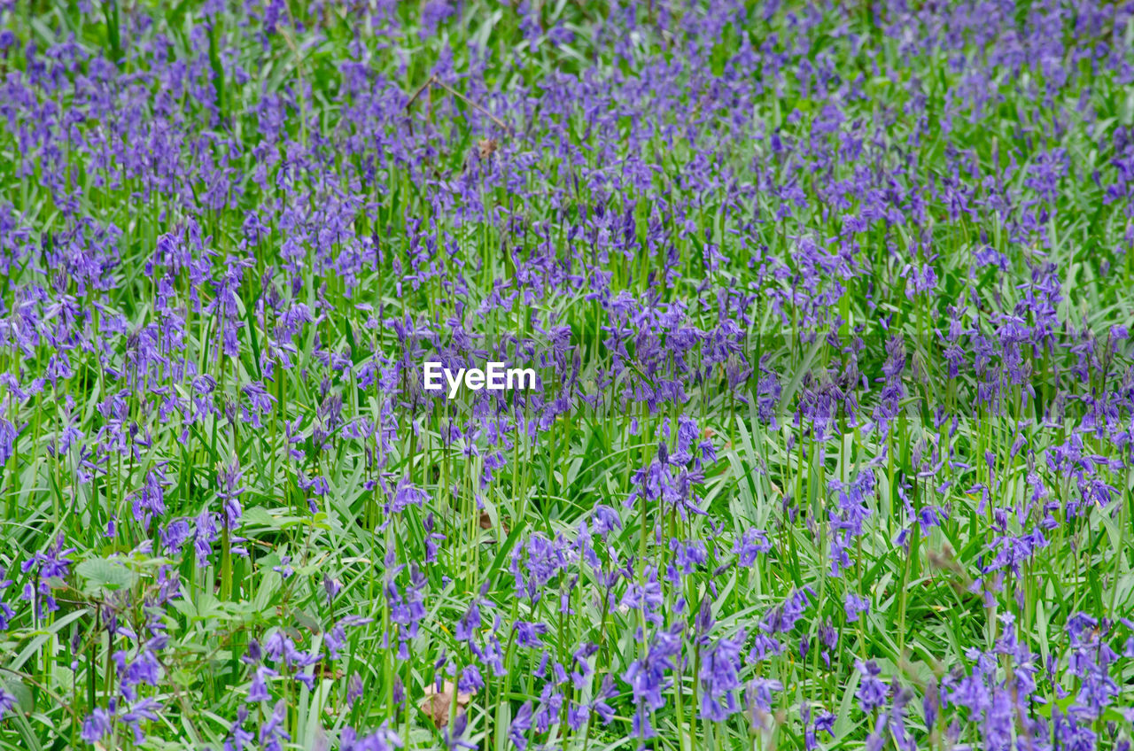 Full frame shot of purple flowering plants on field