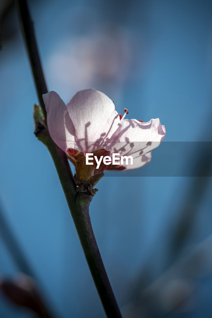 Peach blossom