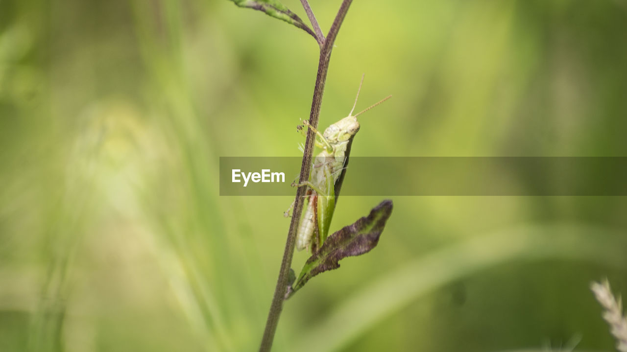 Close-up of insect on plant