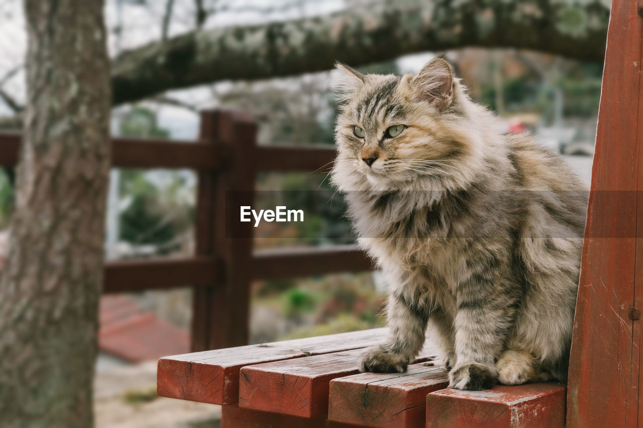 Cat in onomichi city, hiroshima, japan