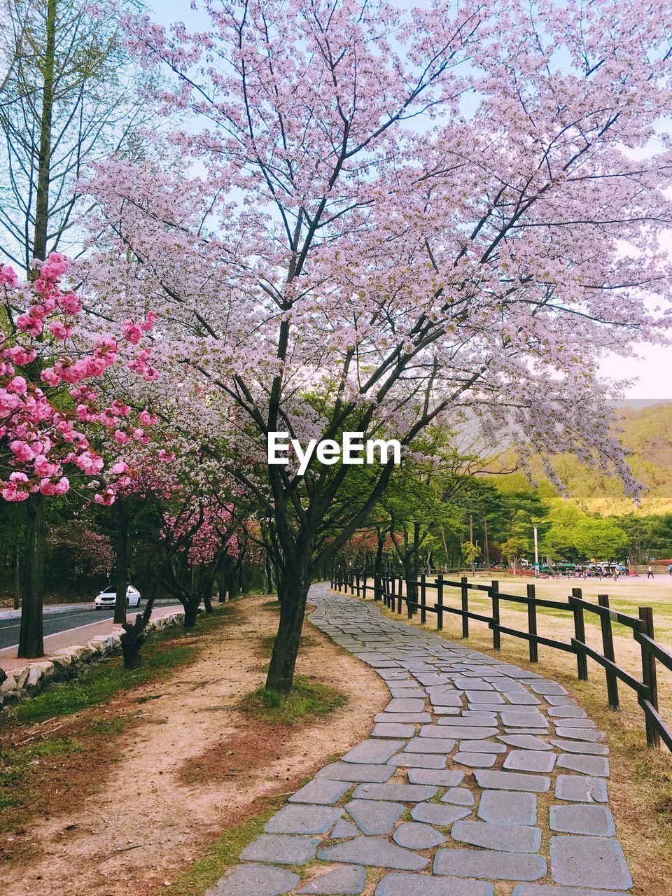Trees with pink flowers on footpath