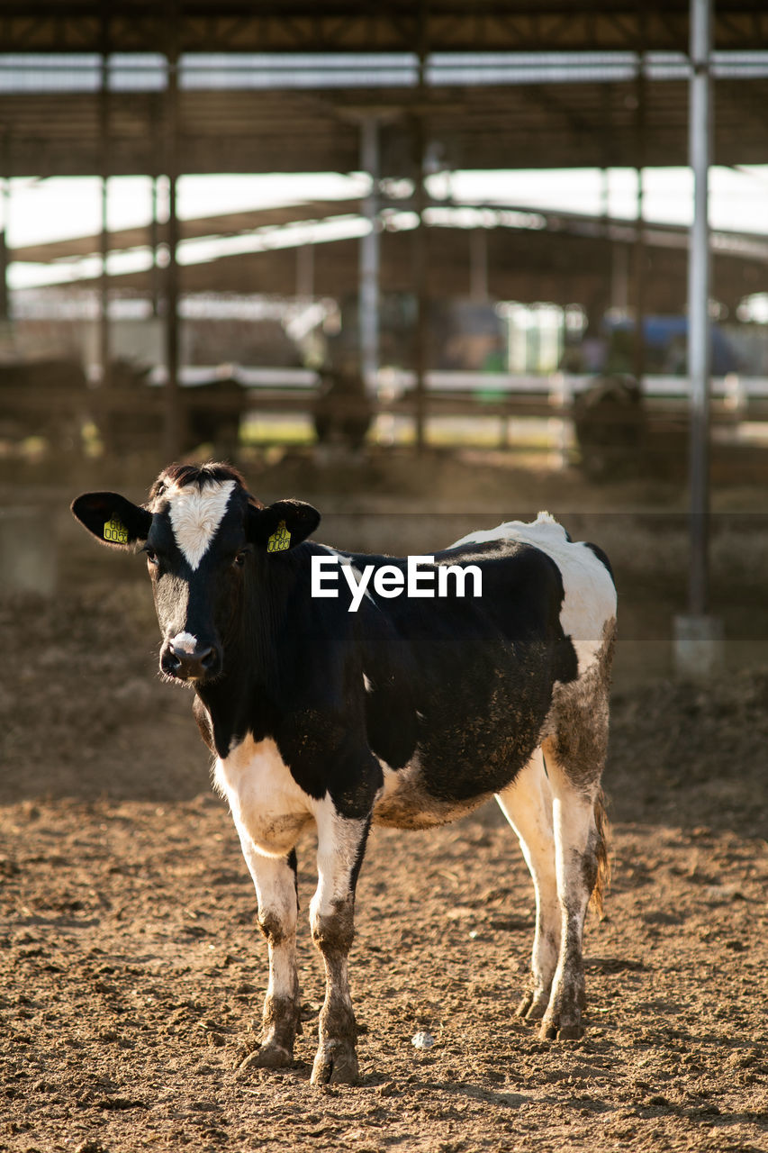 Cow standing on field in farm