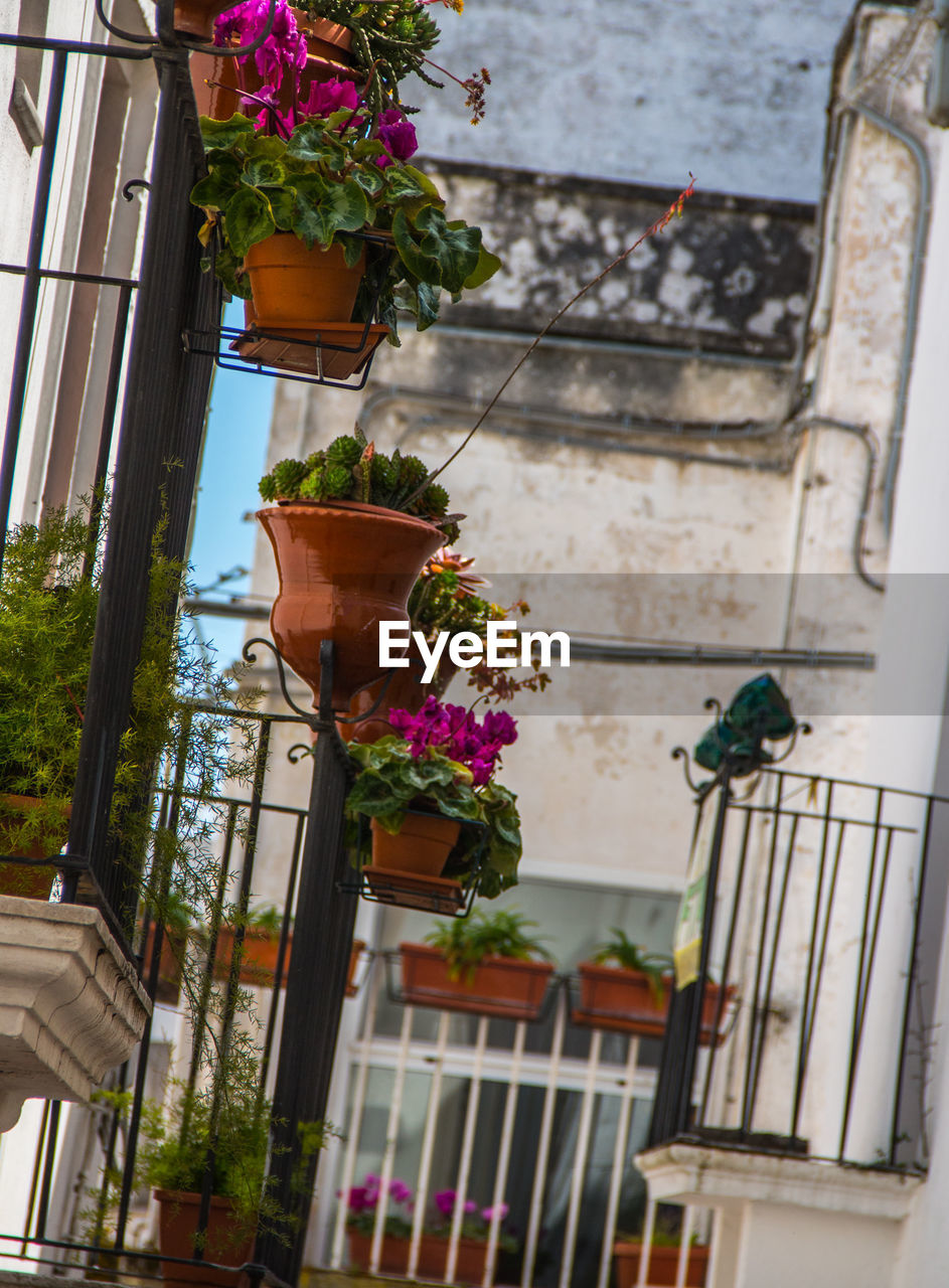 Potted plants on balcony against wall