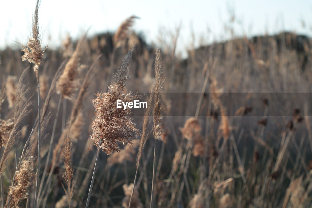 plant, grass, field, nature, land, growth, landscape, prairie, focus on foreground, tranquility, no people, agriculture, beauty in nature, rural scene, cereal plant, sky, day, crop, close-up, environment, outdoors, soil, dry, wheat, sunlight, brown, selective focus, tranquil scene, scenics - nature, plant stem, non-urban scene, flower, food, farm