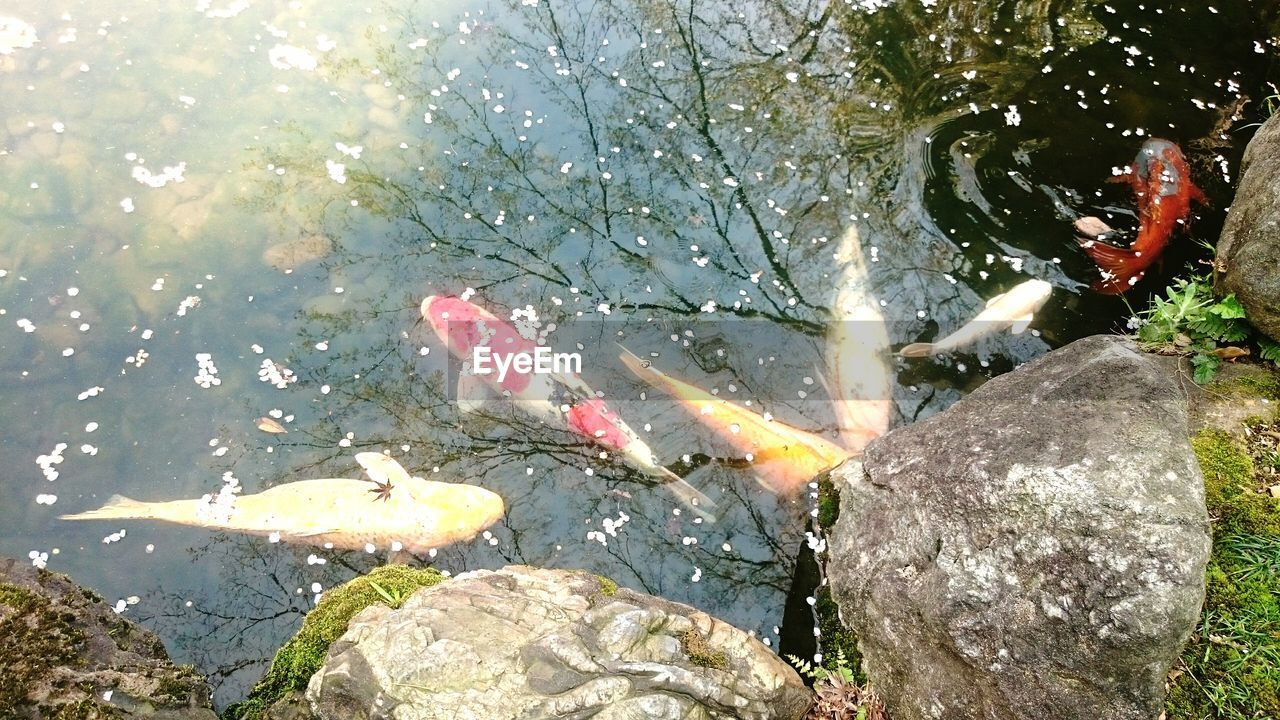 High angle view of carps swimming in pond