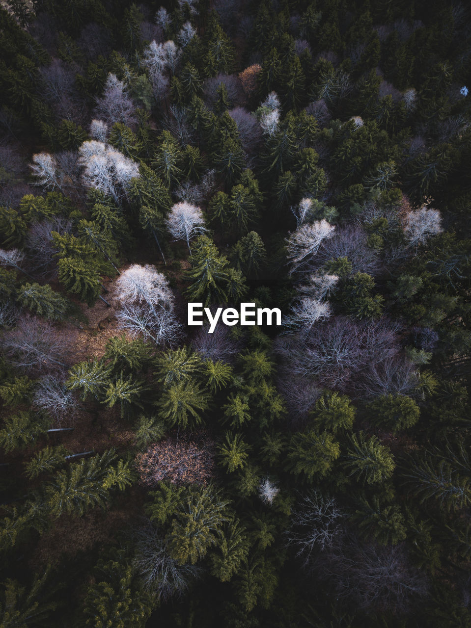 High angle view of pine trees growing in forest