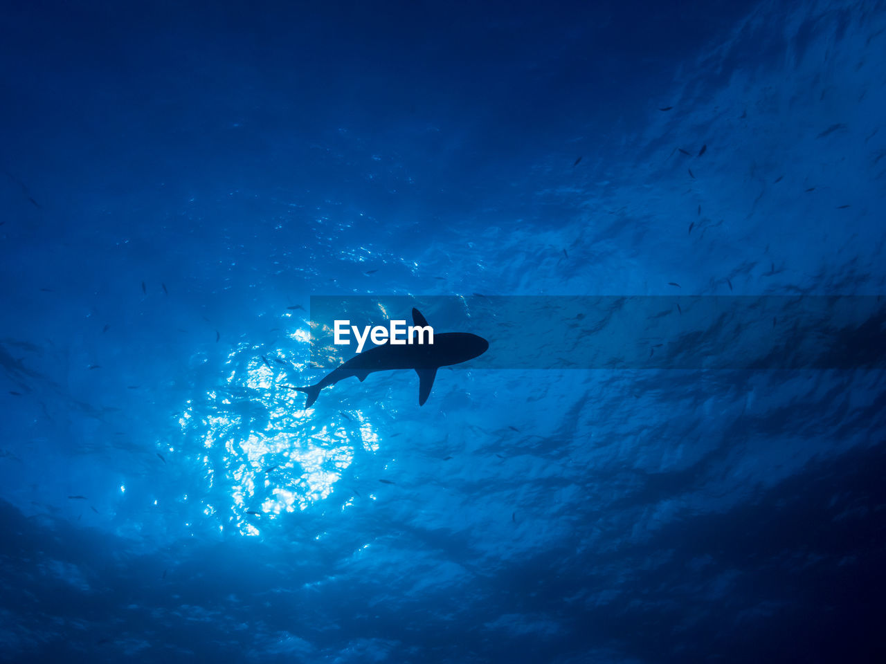 swimming, sea, underwater, undersea, water, wildlife, animal, animal wildlife, blue, animal themes, sea life, ocean, adventure, nature, marine, water sports, scuba diving, sports, low angle view, fish, exploration, marine biology, one person, one animal, full length, silhouette, motion, outdoors, beauty in nature, shark, underwater diving