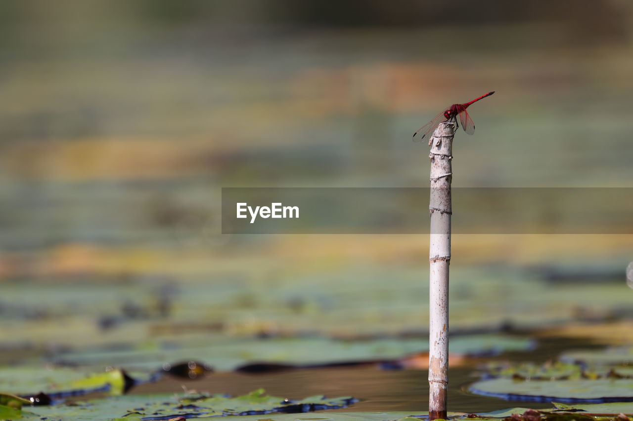 CLOSE-UP OF BIRD PERCHING ON WOODEN POLE