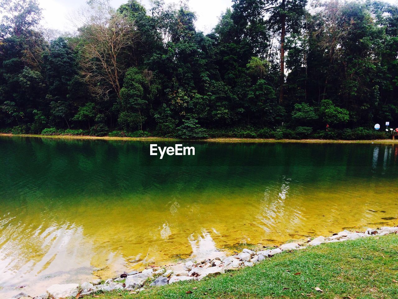 SCENIC VIEW OF TREES AND REFLECTION