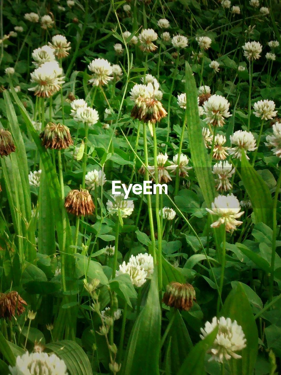 CLOSE-UP OF WHITE FLOWERS BLOOMING OUTDOORS