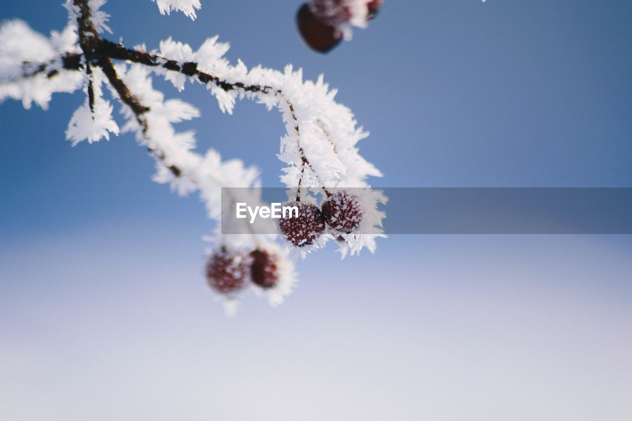 Low angle view of frozen plant against sky