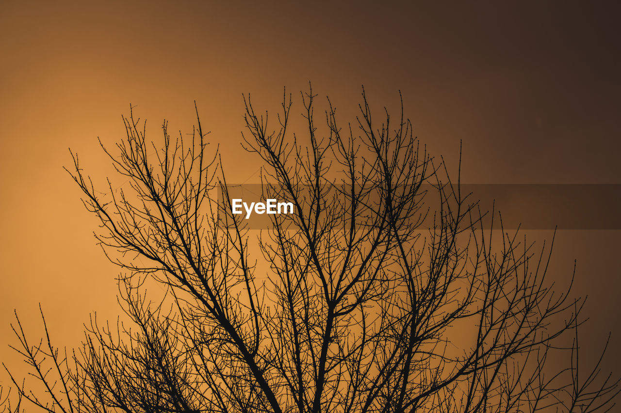 Low angle view of silhouette bare tree against clear sky