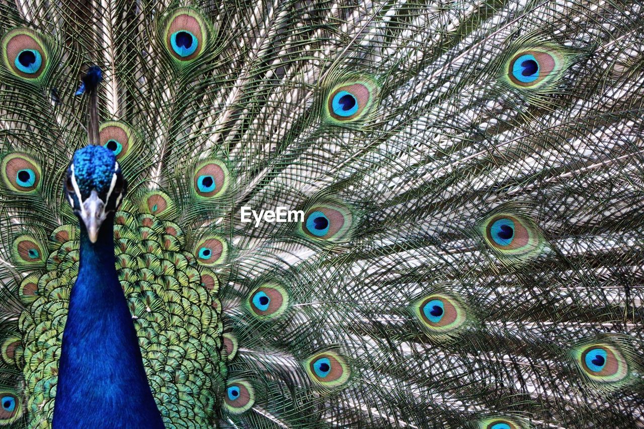 FULL FRAME SHOT OF PEACOCK FEATHER