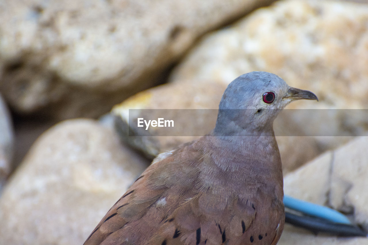 CLOSE-UP OF A BIRD