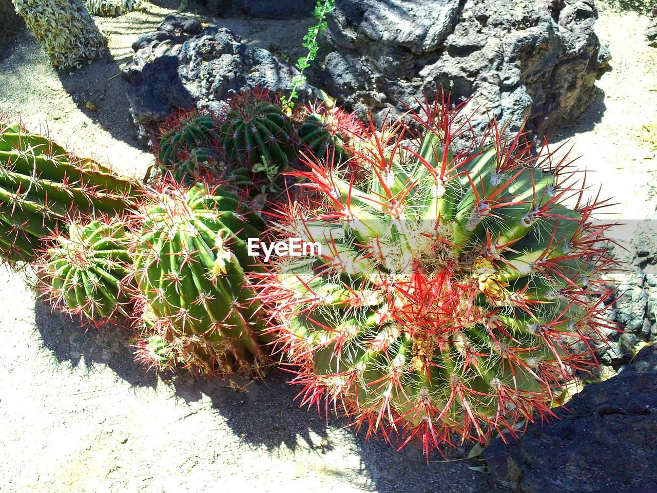 HIGH ANGLE VIEW OF CACTUS PLANT