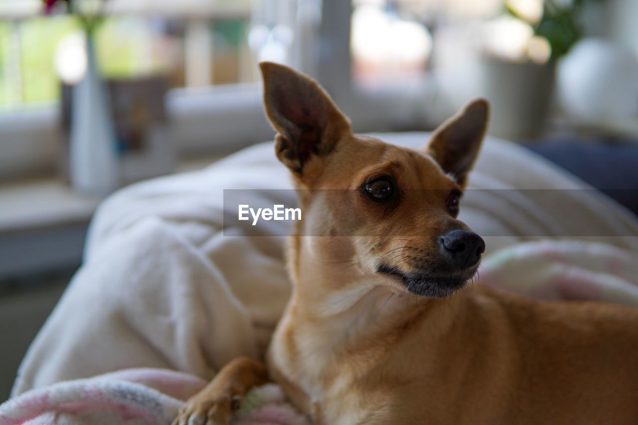 PORTRAIT OF DOG ON BED