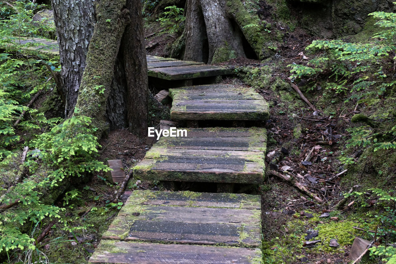 Moss growing in forest