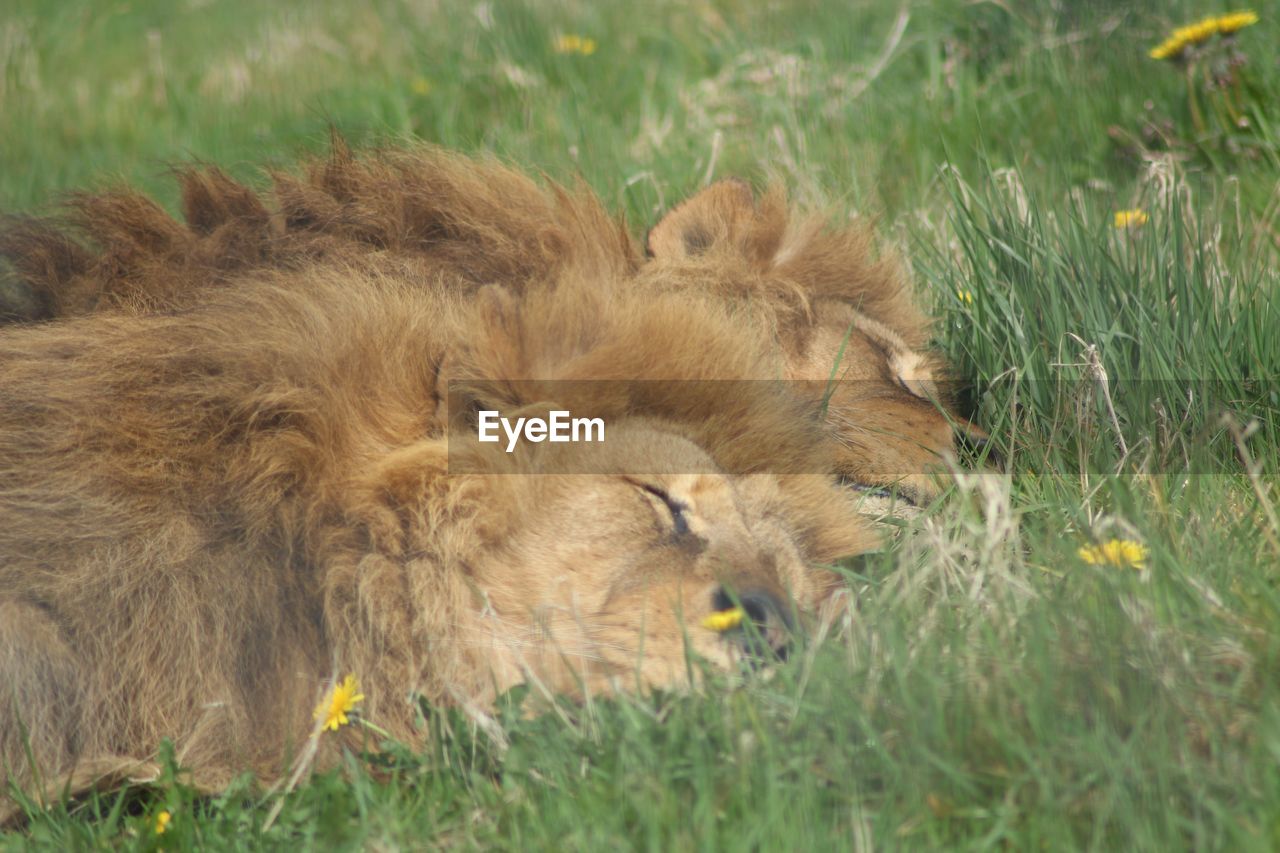 VIEW OF SHEEP RESTING ON GRASS