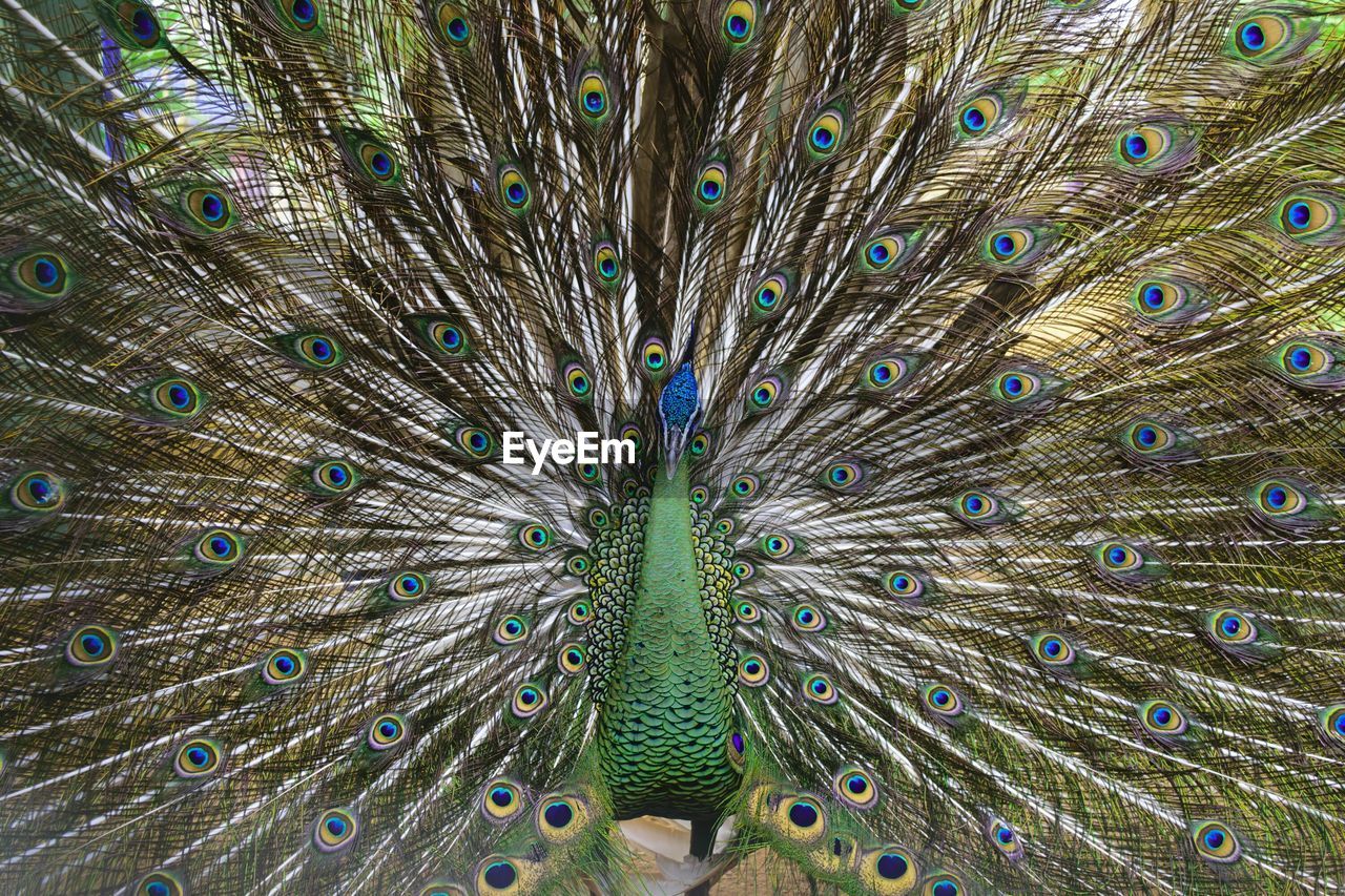 Close-up of peacock