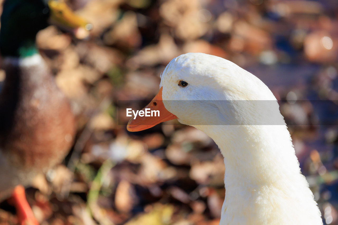 Close-up of a bird