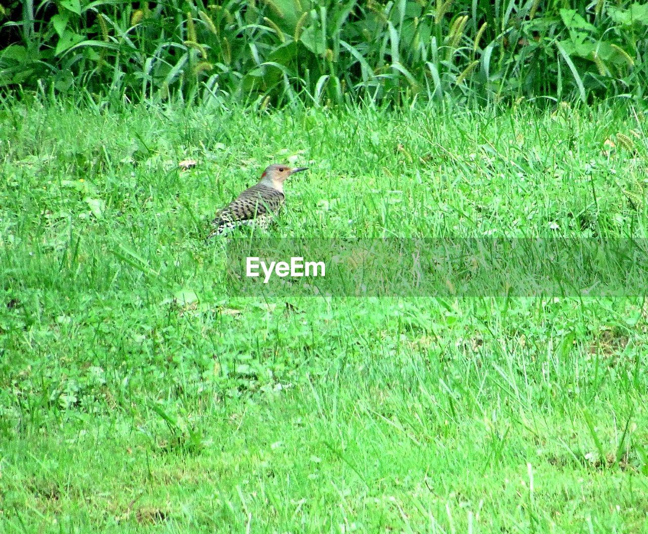 SIDE VIEW OF BIRD IN A FIELD