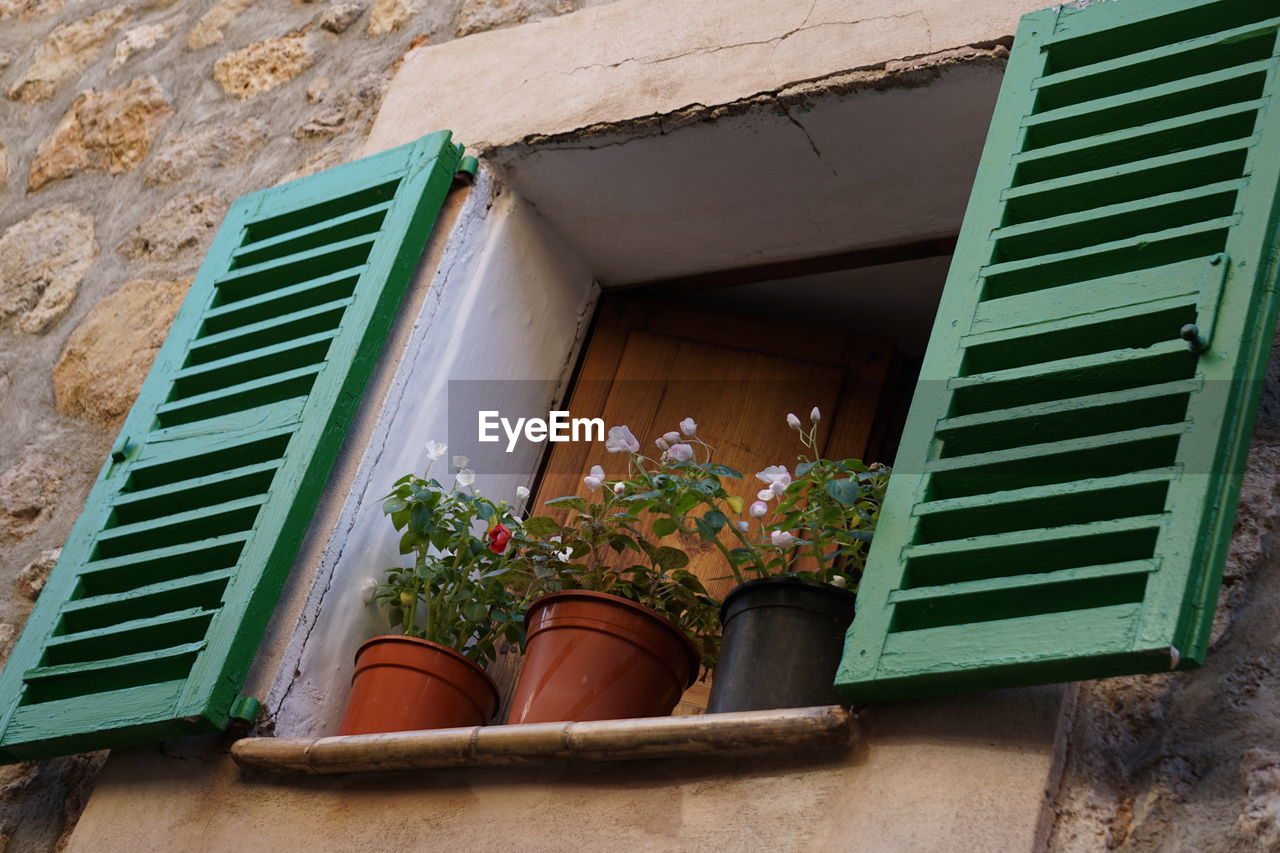 Low angle view of potted plants on window sill