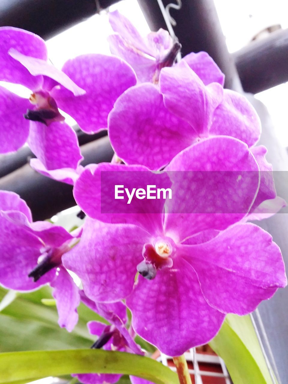 CLOSE-UP OF PINK ORCHIDS BLOOMING