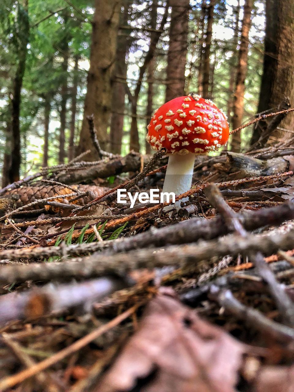 CLOSE-UP OF MUSHROOMS ON TREE TRUNK