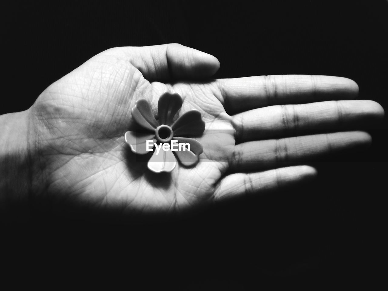 HAND HOLDING FLOWER OVER WHITE BACKGROUND