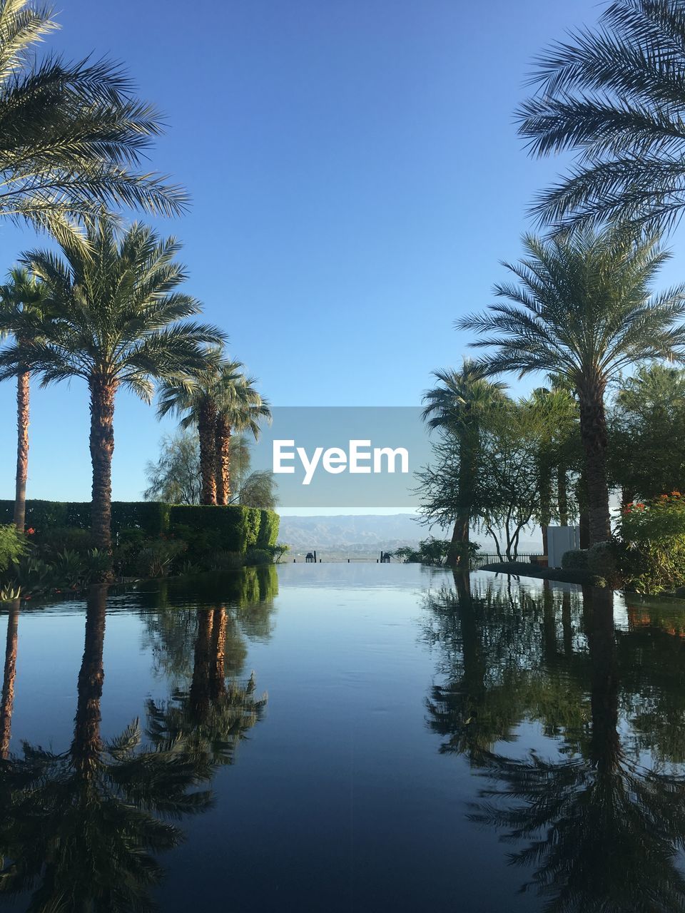 SCENIC VIEW OF PALM TREES BY LAKE AGAINST SKY