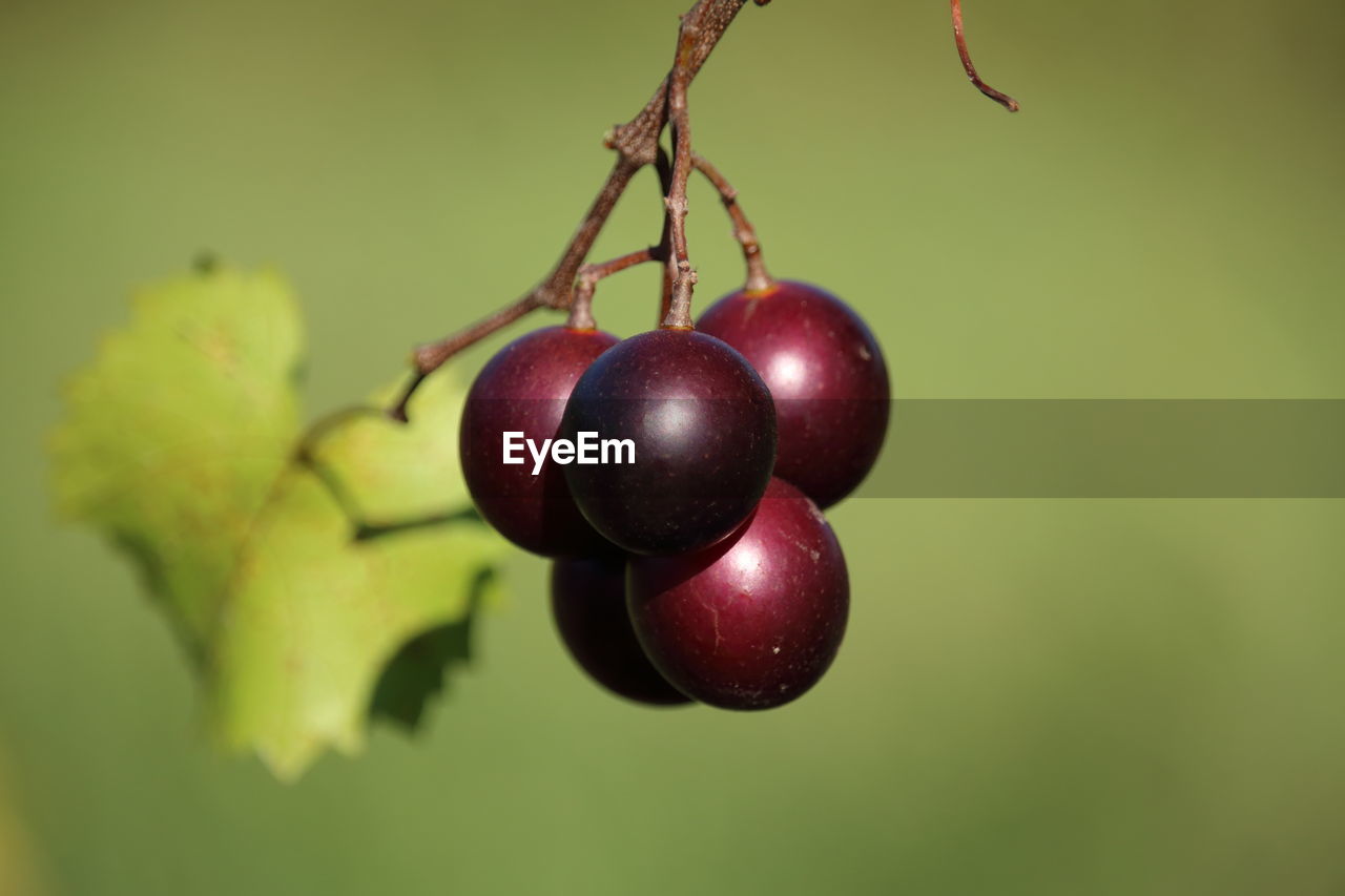 Close-up of fruits on tree