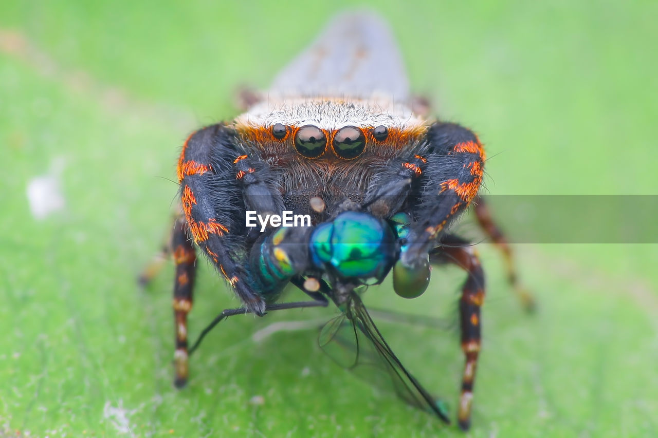 CLOSE-UP OF GRASSHOPPER