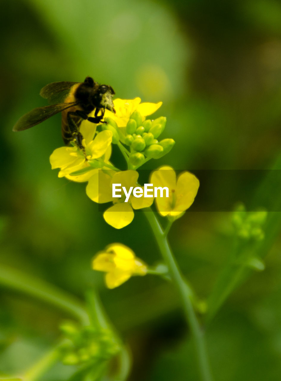 BEE POLLINATING ON YELLOW FLOWER