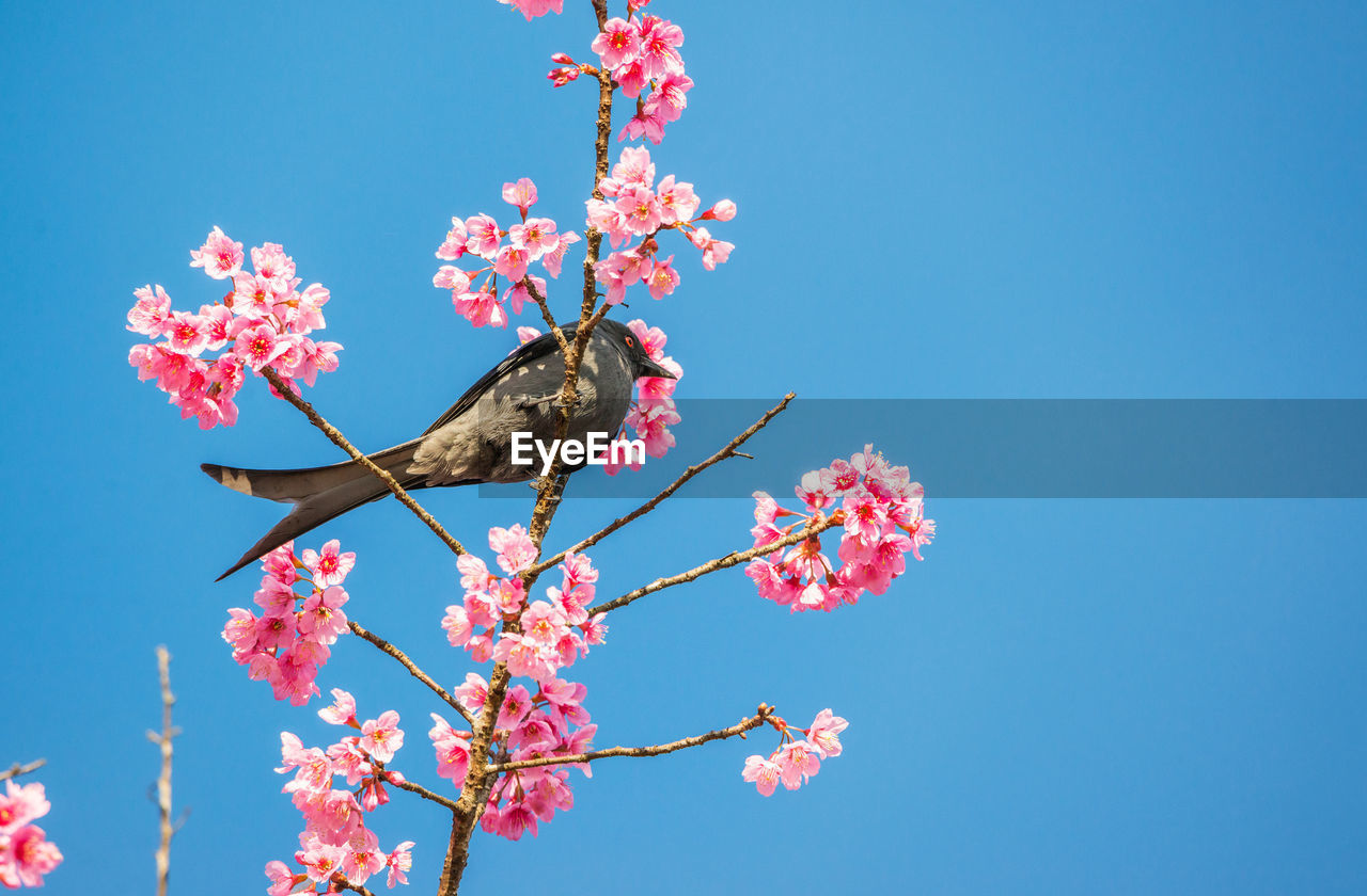 LOW ANGLE VIEW OF PINK CHERRY BLOSSOMS IN SPRING