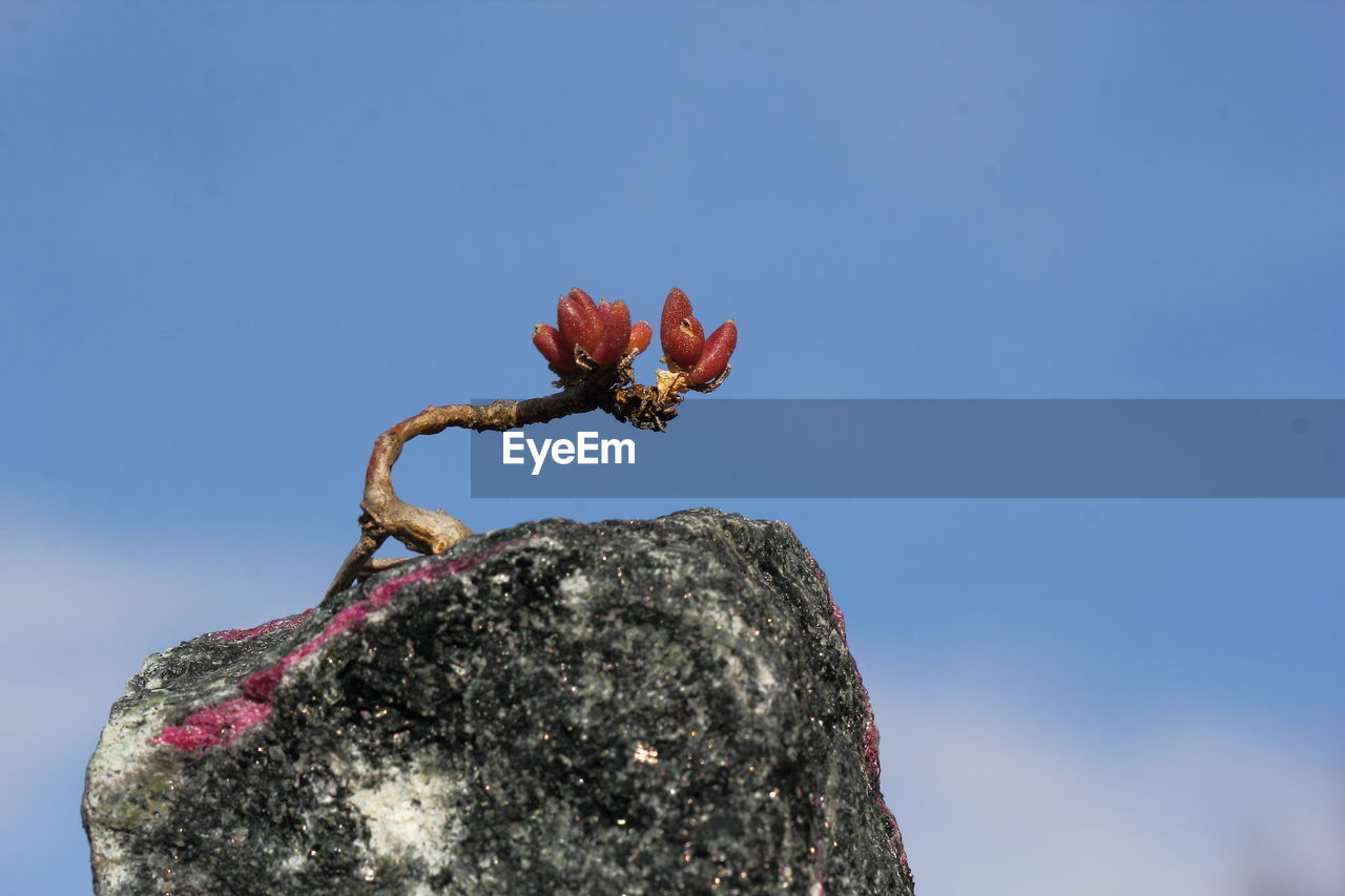 CLOSE-UP OF CACTUS AGAINST SKY