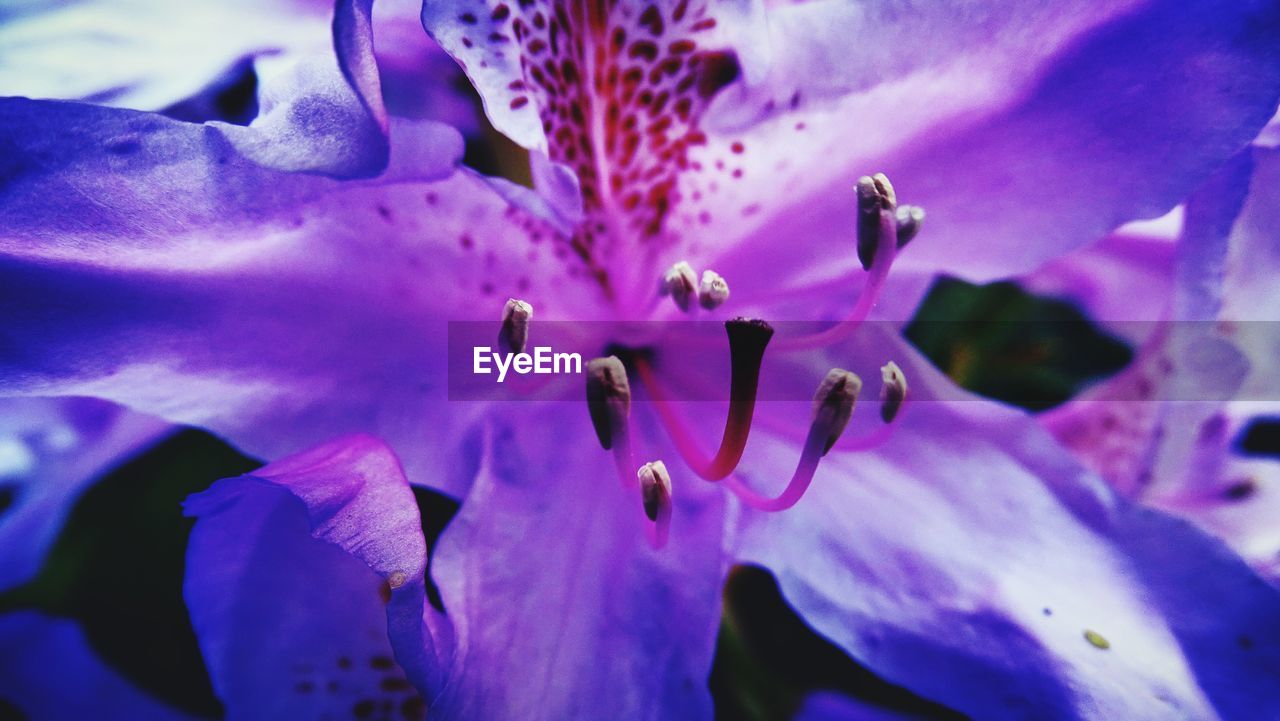 Close-up of purple flowers