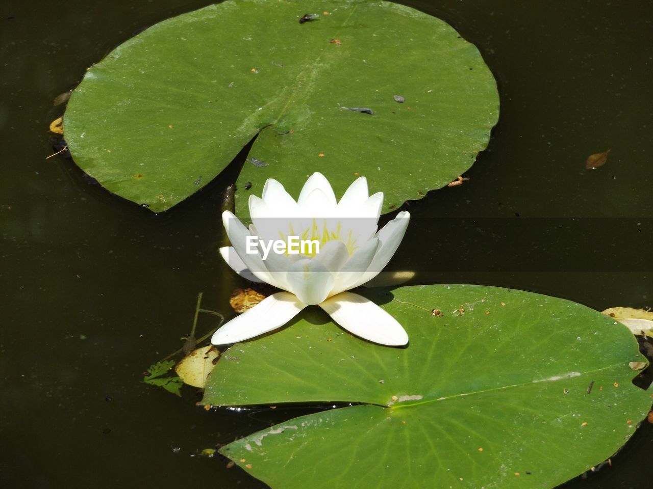 High angle view of water lily blooming in lake