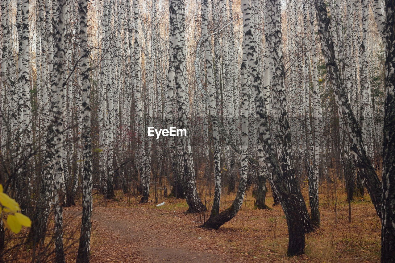 Panoramic view of pine trees in forest