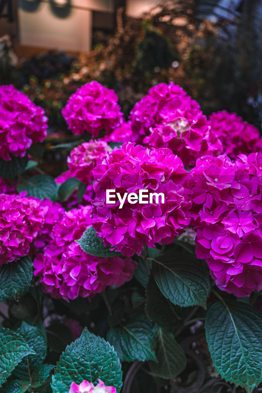 plant, flower, flowering plant, freshness, beauty in nature, nature, pink, purple, growth, close-up, fragility, petal, no people, plant part, leaf, outdoors, day, focus on foreground, hydrangea, flower head, inflorescence, springtime